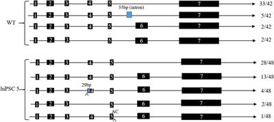 Generation of hiPSCs with ABO c.767T>C substitution: resulting in splicing variants